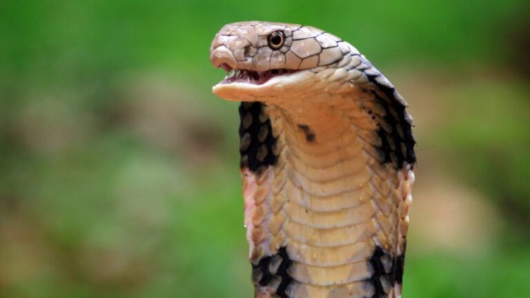 Hoje é dia Mundial da cobra (E não, não estamos falando da sua "Amiga falsa". Rsrs...) - Flagrante BQ