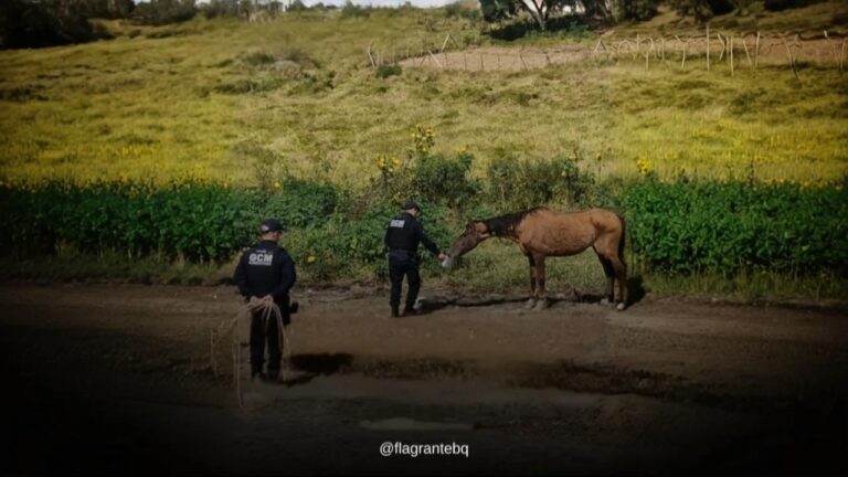 Ação conjunta entre GCM, SEAPA e IVERT garante apreensão e cuidados com animais soltos em Barbacena - Flagrante BQ