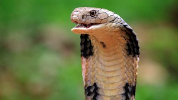 Hoje é dia Mundial da cobra (E não, não estamos falando da sua 